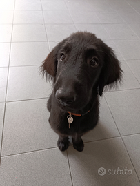 Ultimi Retriever disponibili