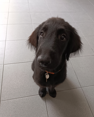 Ultimi Retriever disponibili