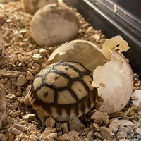 Sulcata africane giganti