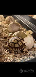 Sulcata africane giganti