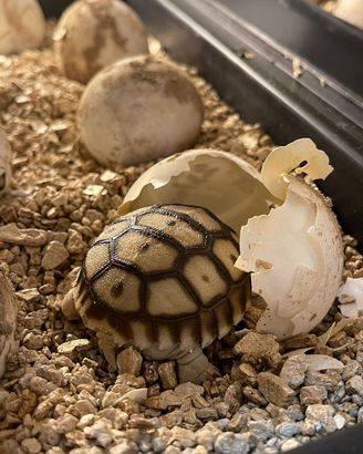 Sulcata africane giganti
