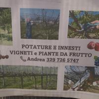 potature ed innesti 