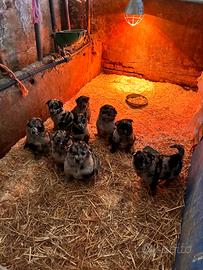 Cuccioli pastore del lagorai