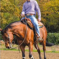 2a quarte horses.Scuola di equitazione