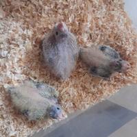 Pulli calopsite da imbecco