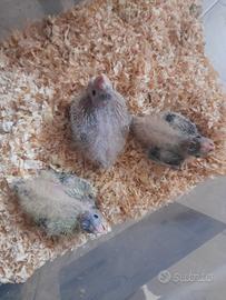 Pulli calopsite da imbecco