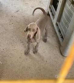 Cucciolo Weimaraner