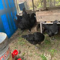 Pulcini cemani