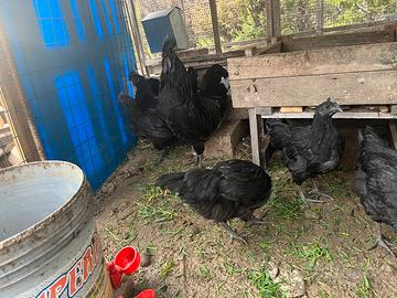 Pulcini cemani