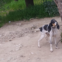 Ariegeois maschio 8 mesi