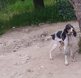 Ariegeois maschio 8 mesi