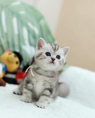 Gattini British shorthair meravigliosi Scottish