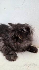 cucciola persiana ipertipica femminuccia