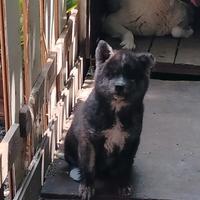 Cani Akita Inu