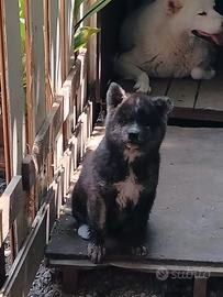 Cani Akita Inu