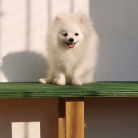 Spitz tedesco nano pomerania con pedigree enci