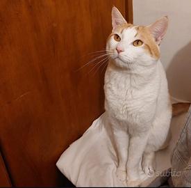Gatto maschio