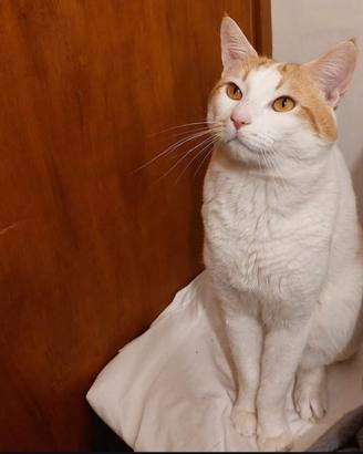 Gatto maschio