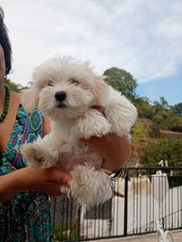 Maltese cucciola di 2 mesi