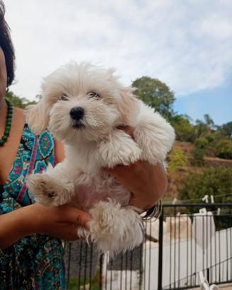 Maltese cucciola di 2 mesi
