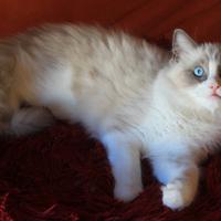 MICK; gattino razza RAGDOLL con pedigree