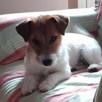 Cucciola di jack russel