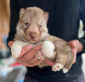 Cucciolo siberian husky