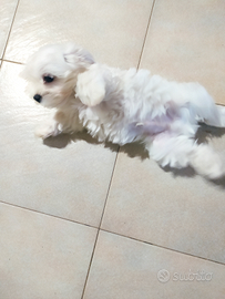 Cucciolo razza maltese 3 mesi di vita