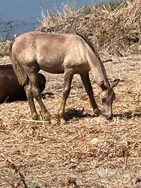 Puledro