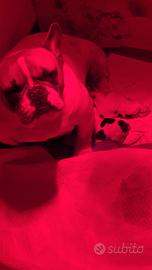 Bulldog bouledogue francese