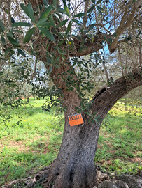 Terreno agricolo con Oliveti