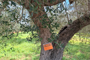 Terreno agricolo con Oliveti