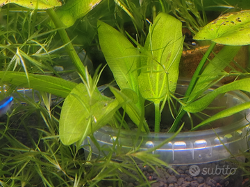 Echinodorus fluitans