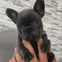 Bulldog francese blu