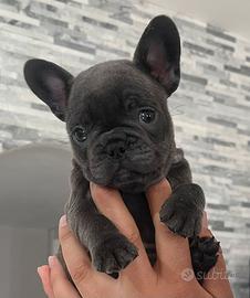 Bulldog francese blu