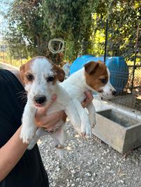 Jack Russell & broken