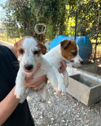 Jack Russell & broken
