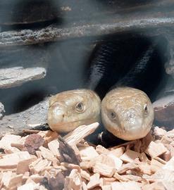 Pitone Boa Elaphe Serpenti Rettili 