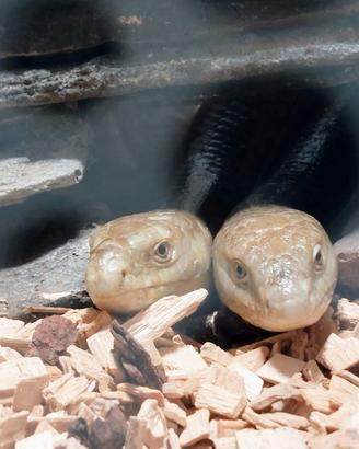 Pitone Boa Elaphe Serpenti Rettili 
