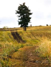 Area verde a Verucchio