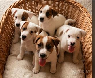 Jack Russell