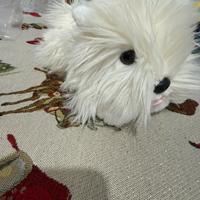 Peluche Keel Toys Dog Hamish