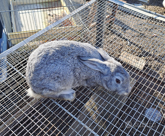 Conigli grigio di carmagnola