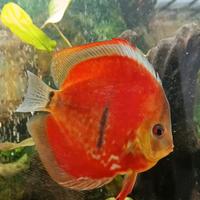 Coppia Discus