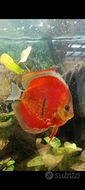 Coppia Discus