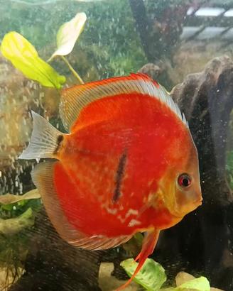 Coppia Discus