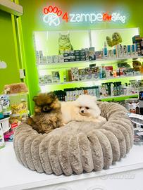 Spitz di Pomerania toy