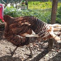 Tacchino Rosso di Borbone