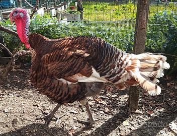 Tacchino Rosso di Borbone