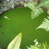 Papiri, piante da laghetto